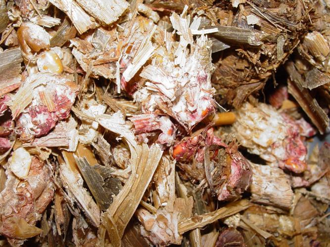 Fusarium in corn silage
