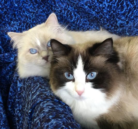 Breeding pair in love