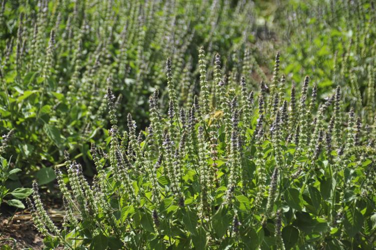 Tulsi plant