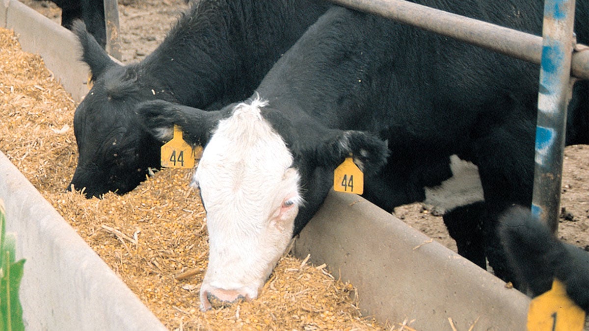 Cattle at grain feeder