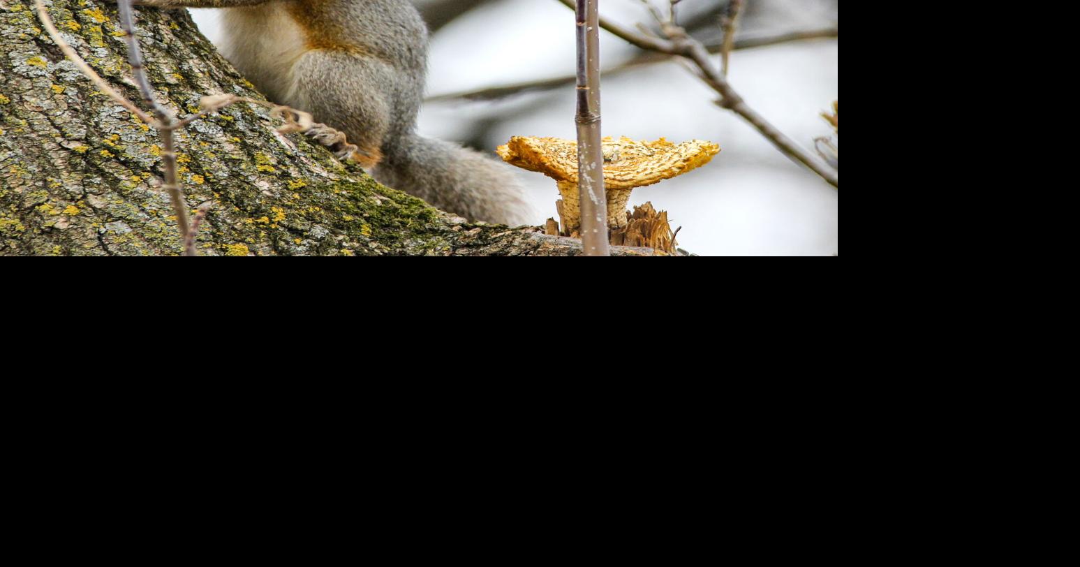 Squirrel