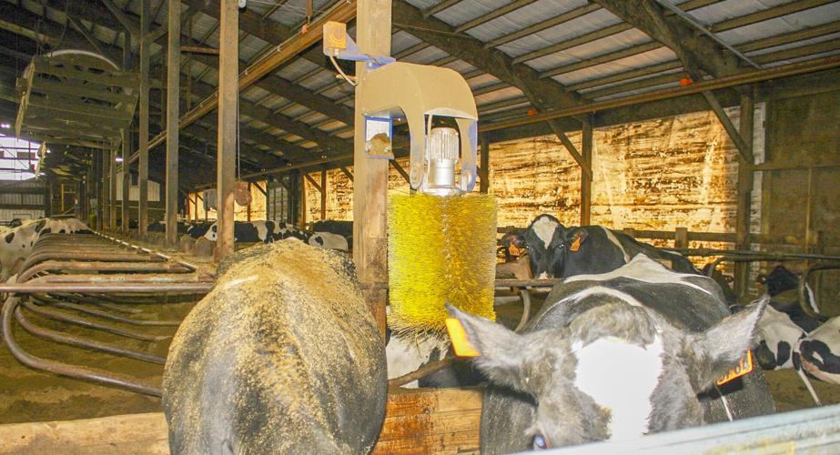 Cow brushes