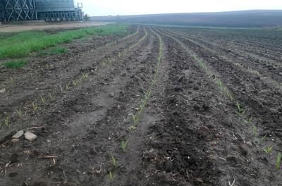 Corn can be rowed on May 25 near Northfield, Minn.