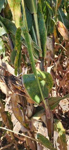 Sow and Grow tar spot 1.jpg