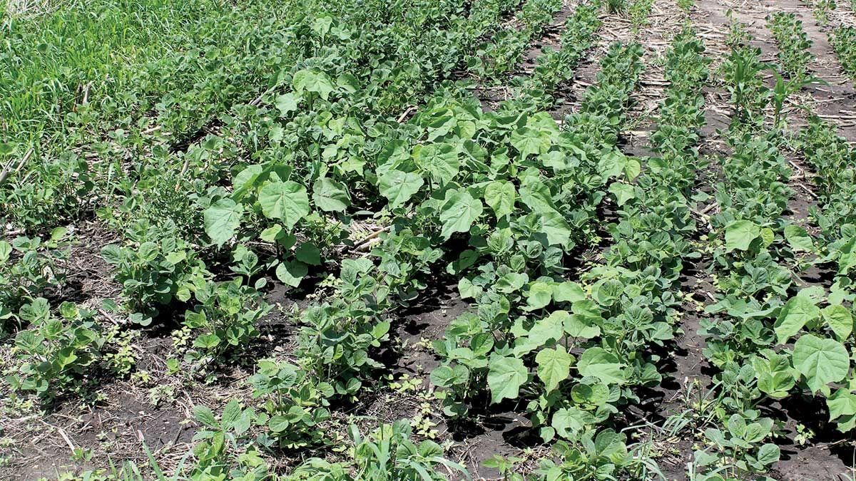 Hot topics in weed management for 2022 | Crops | agupdate.com
