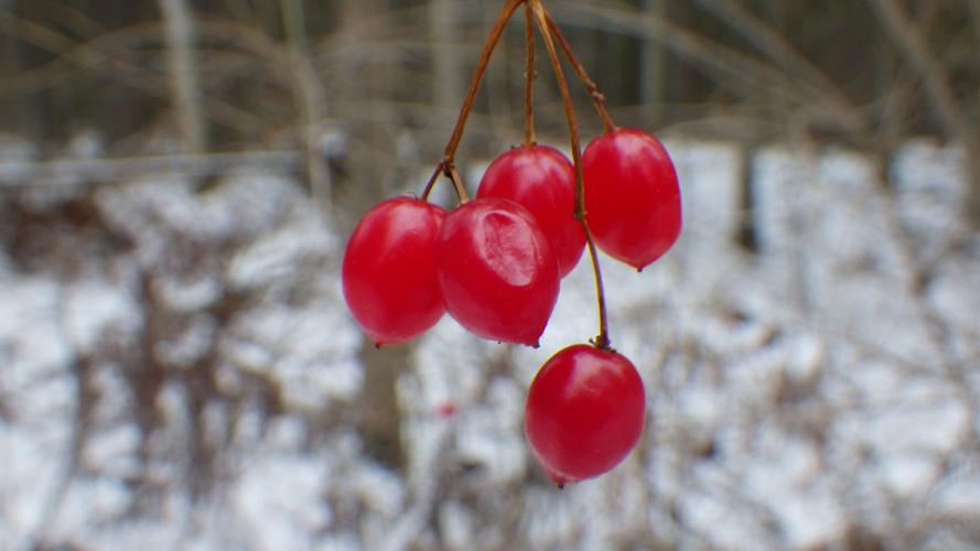 Cranberries
