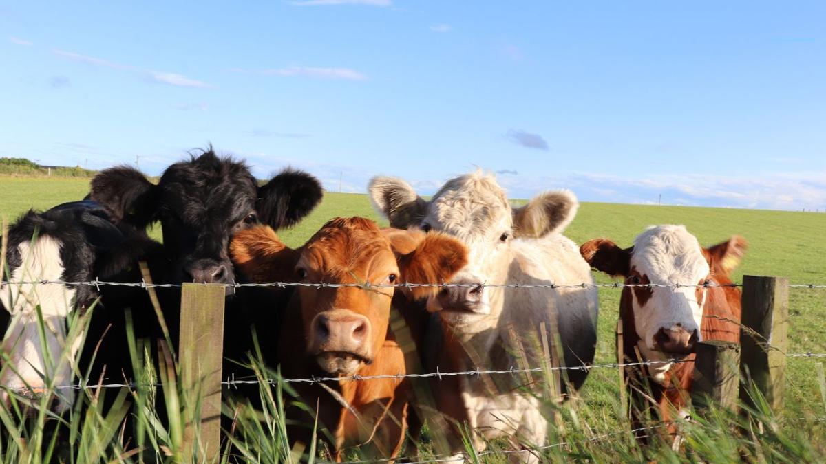 International beef trade adds value