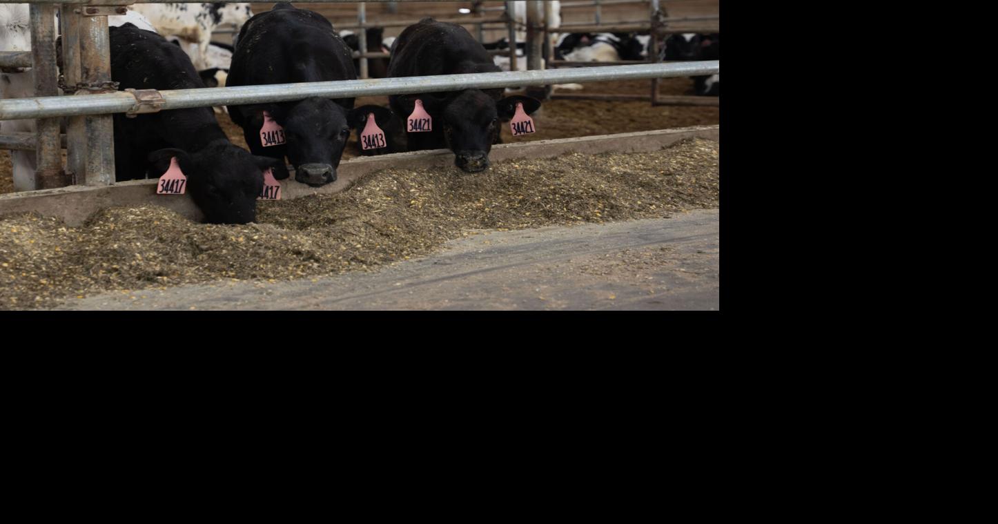 Manage beef-on-dairy calf transitions