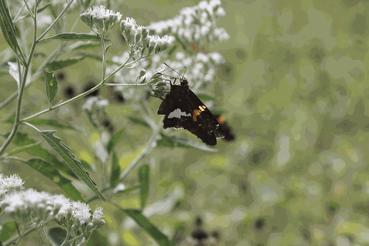 Douglas-Hart Nature Center in Coles County, Ill.
