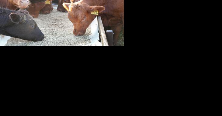Celebrate May Beef Month - Vimarsana News