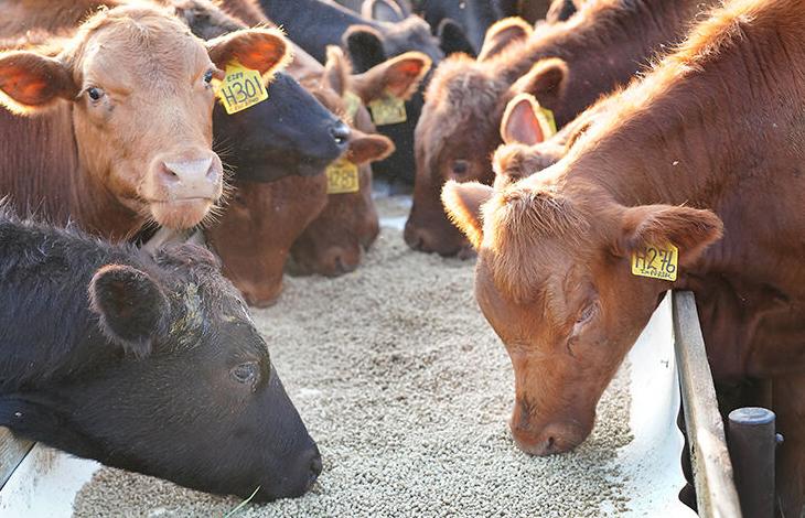 Cattle feeding