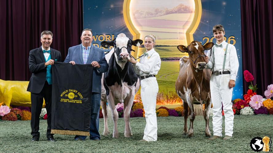 Supreme Champion Cow of Junior Show