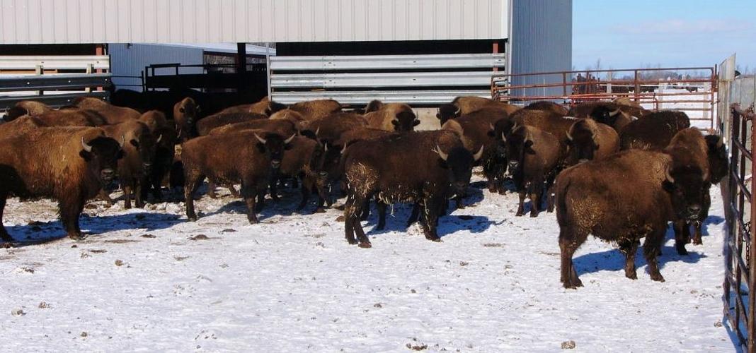 Bison in feedlot