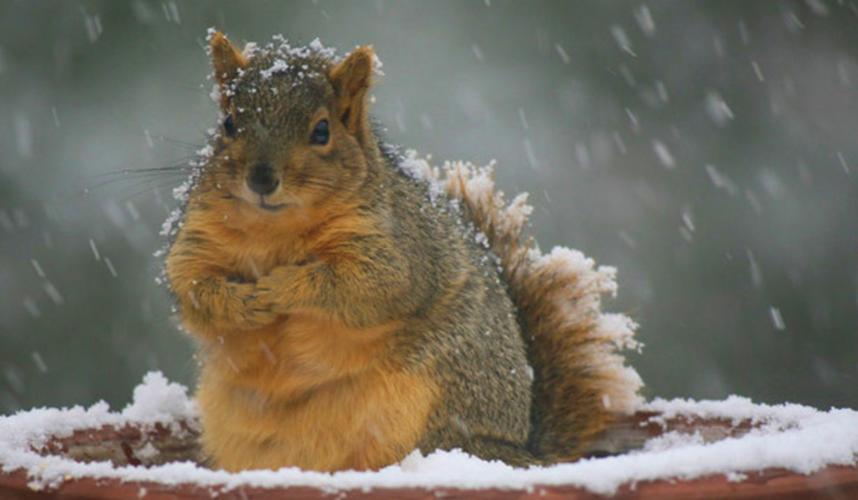 Squirrel in snow on birdbath