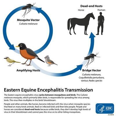 Disease transmission