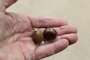 Nuts