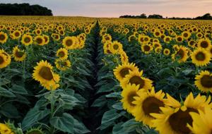 Sunflower field