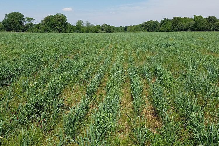 Kernza in 15-inch rows