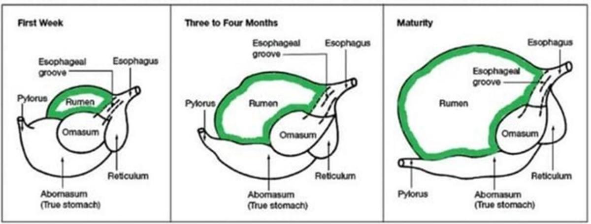 Development of bovine stomach compartments, particularly ... diagram of cow stomach 