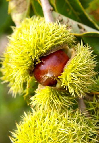 American chestnuts