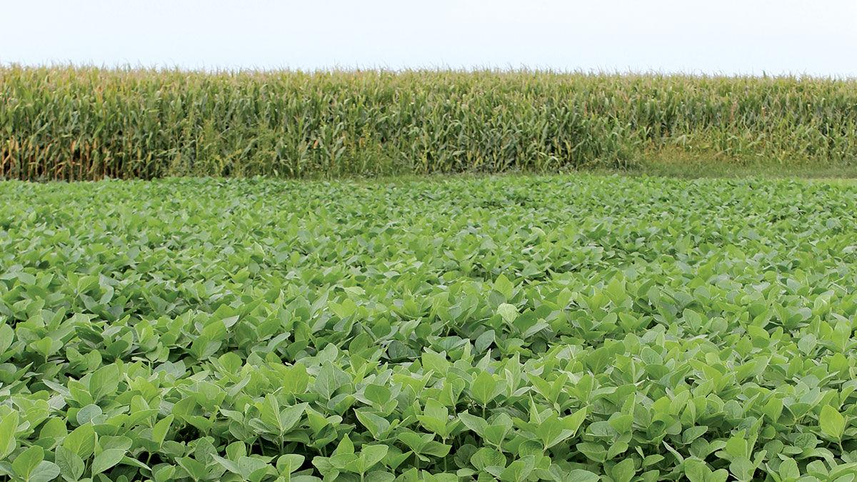 Crop rotation corn and soybeans
