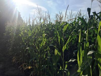 Corn sweats
