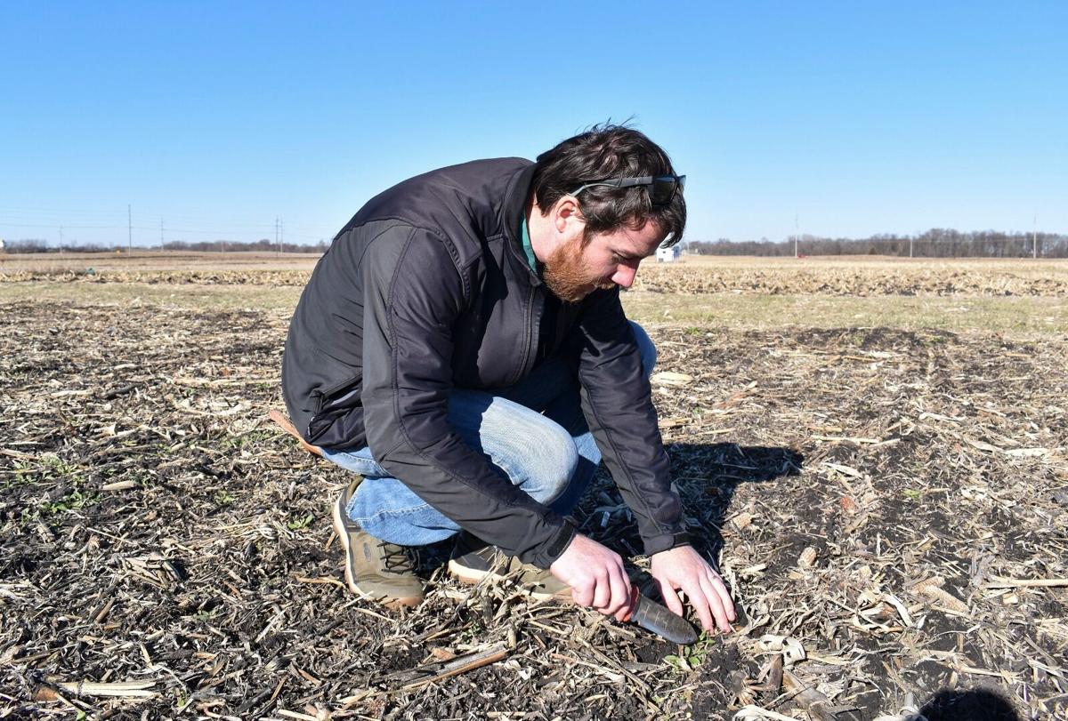 ARS scientist Peter O’Brien, from the National Laboratory for Agriculture and the Environment assesses the establishment of a winter camelina cover crop following corn harvest near Ames, Iowa. Katherine Kral-O’Brien (D4547-1)
