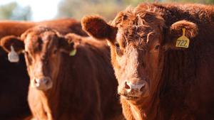 Cattle finishing faces challenges