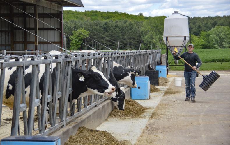 Dairy cows