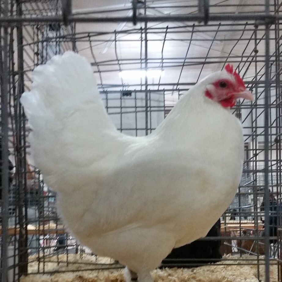 Proud poultry: Langshan breed boasts a stately beauty with tall stature,  long tail feathers