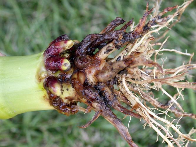 Corn Rootworm (1).jpeg