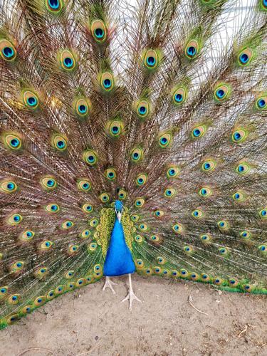 1 peacock gail bleidt.jpg