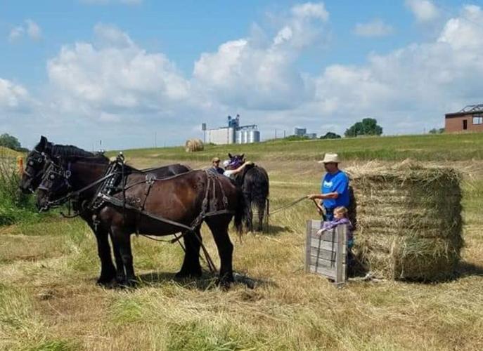 Percherons