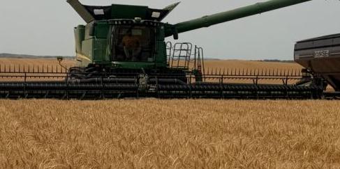 Spring harvest