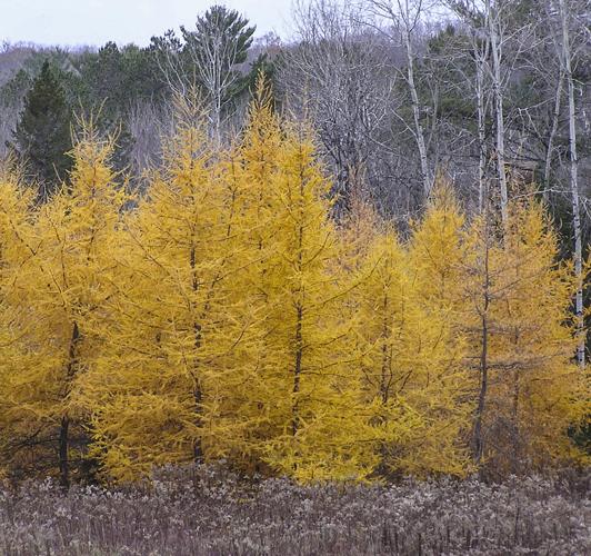 Tamarack
