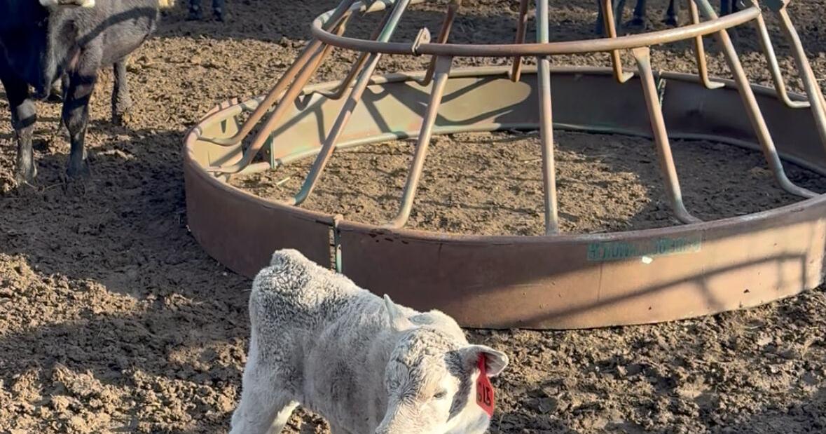 Uldrich calves