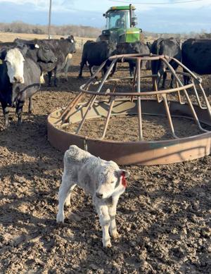 Early calves born during spring-like week in February