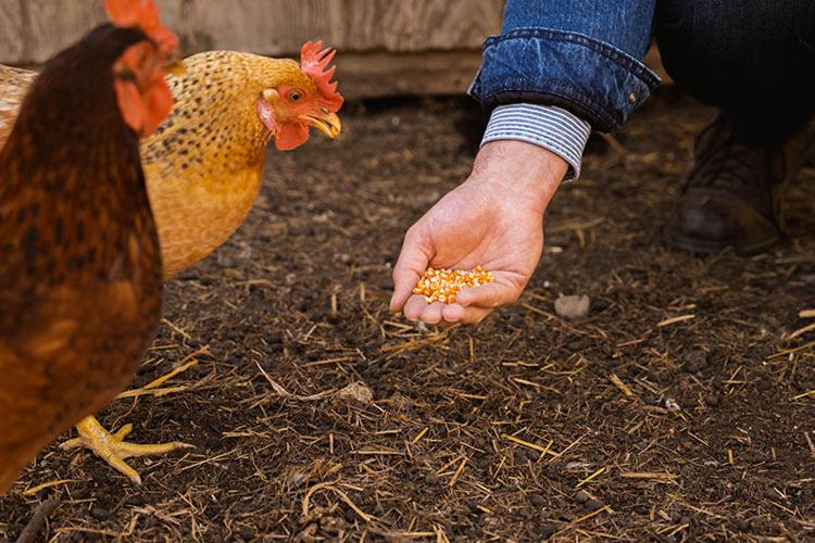 Hand feeding chickens