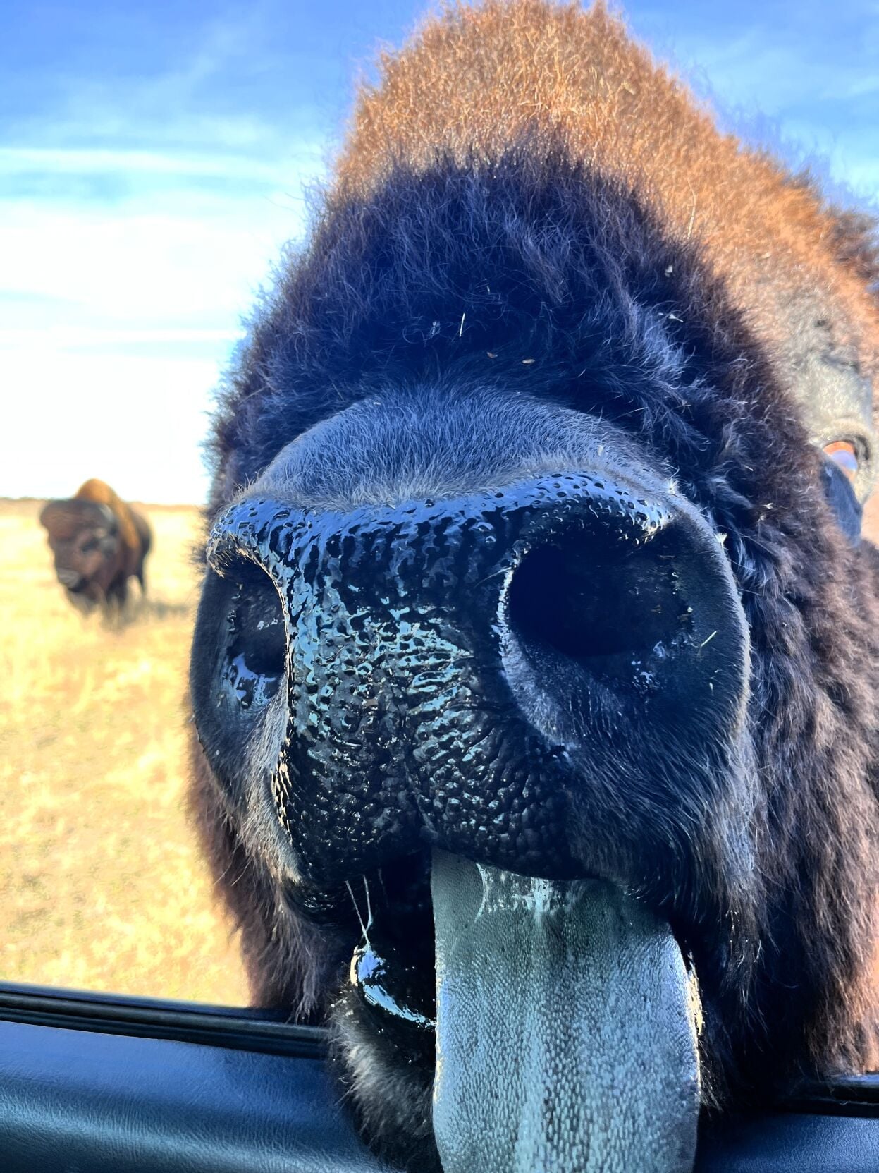 Meister bison 1.JPG