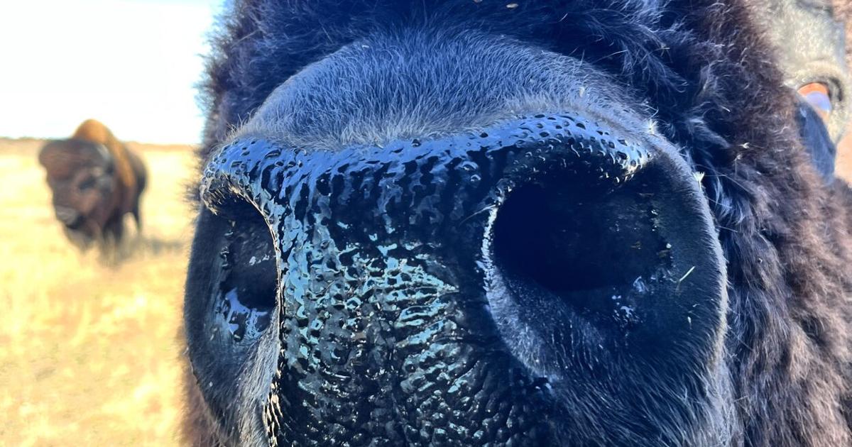 Bison Project Bison project reveals nature’s way to McCook native