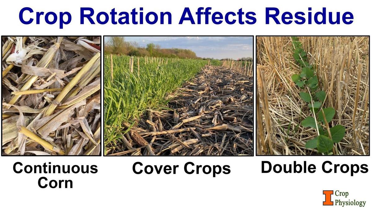 Corn residue
