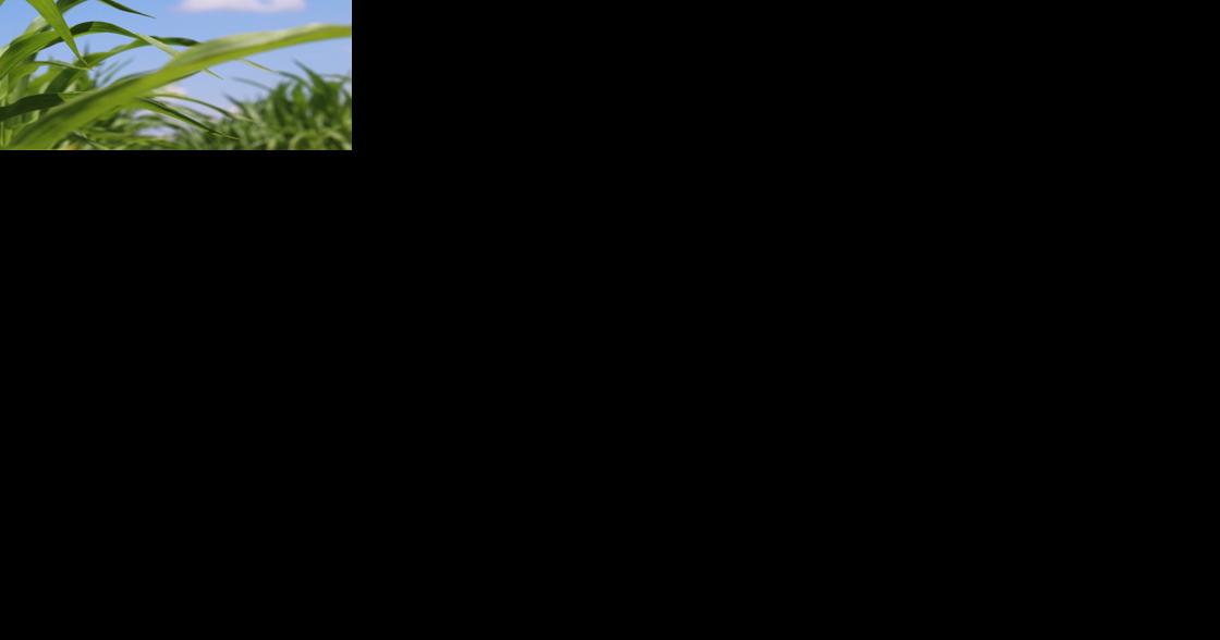 Researchers help lead project for more diverse Corn Belt - Vimarsana News