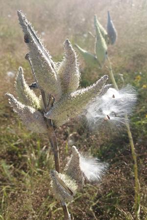 Milkweed 2.jpg