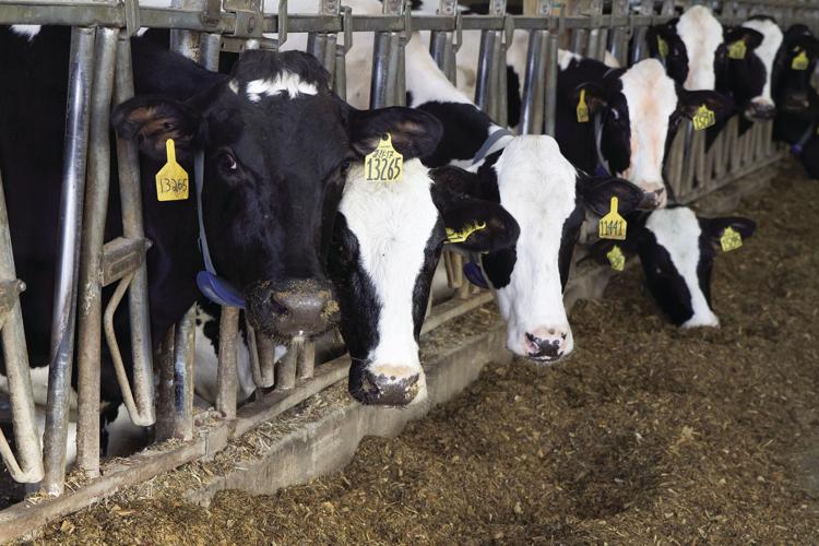 SELS Boadwine Cows.jpg