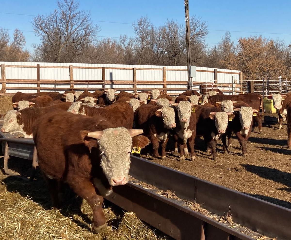 Stroh Herefords