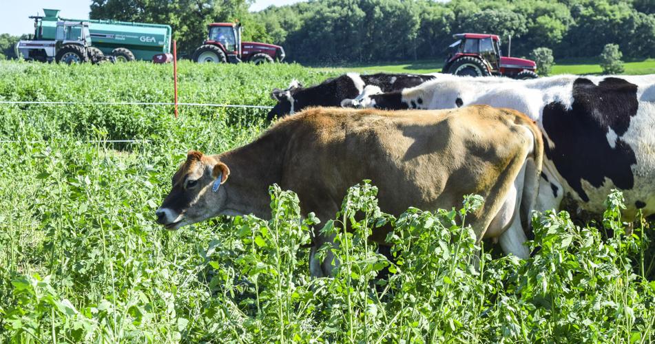 Cows grazing in Dane County, Wisconsin