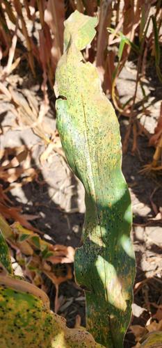 Sow and Grow tar spot 2.jpg