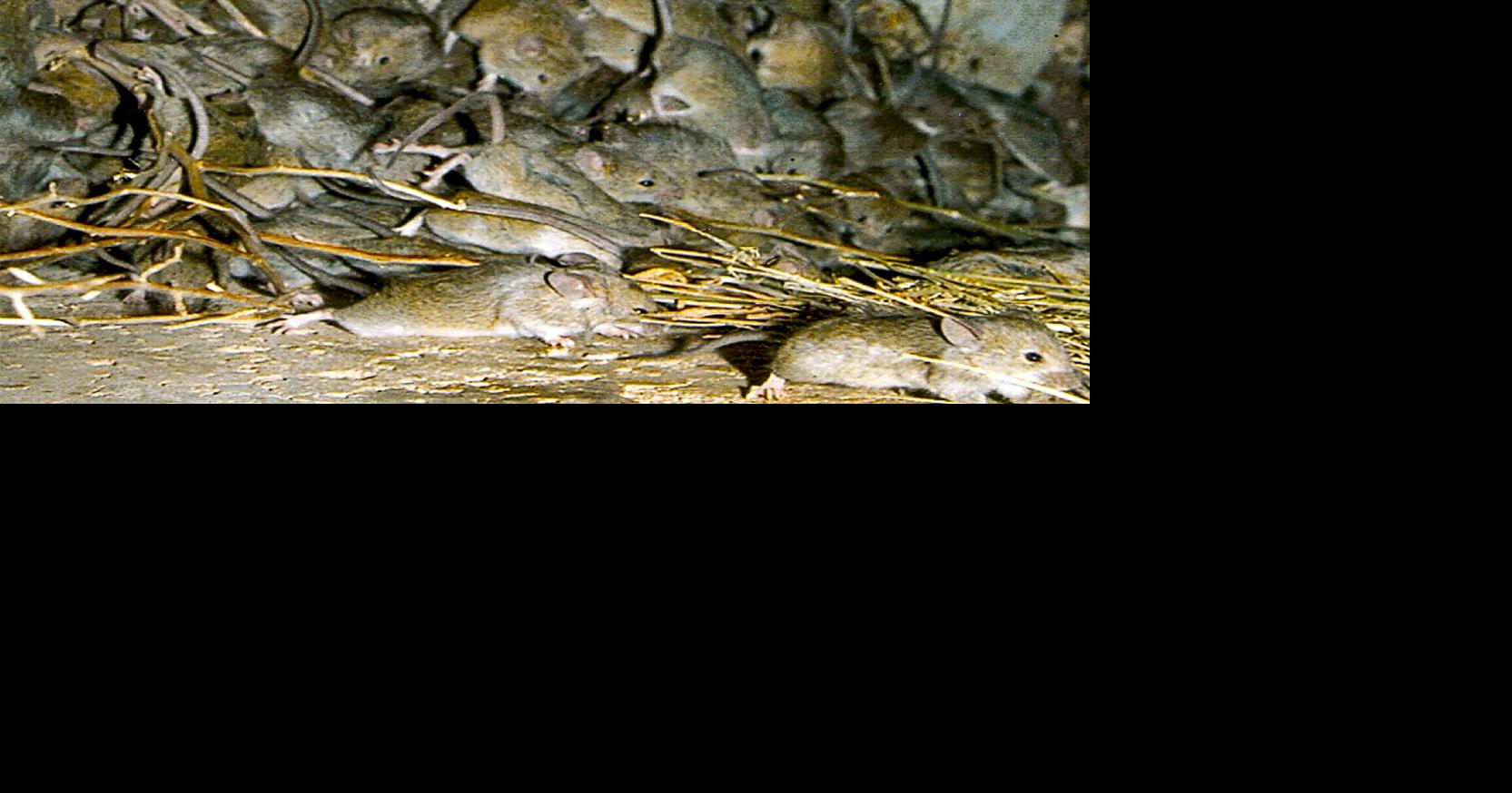Mice plague