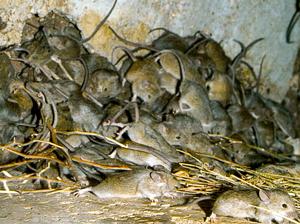 Millions of mice wage war
