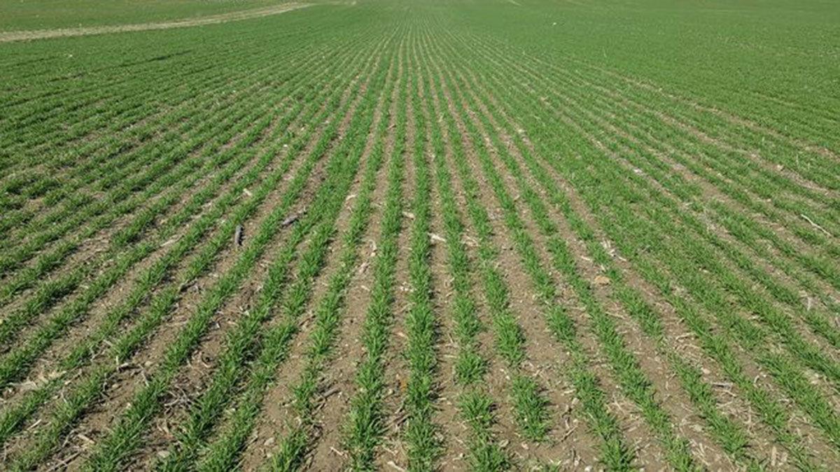 Wheat emerging